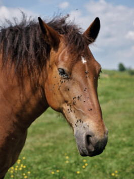 Jan D&uuml;felsiek Photography